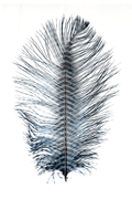 Barred Ostrich Plume by MFC