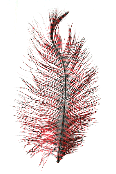 Barred Ostrich Plume by MFC