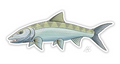Casey Underwood Bonefish Decal