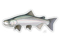COHO decal