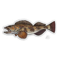 Casey Underwood Lingcod Decal