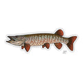 Casey Underwood Tiger Muskie Decal