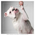 Congratulations: Luca's High Five Congratulations