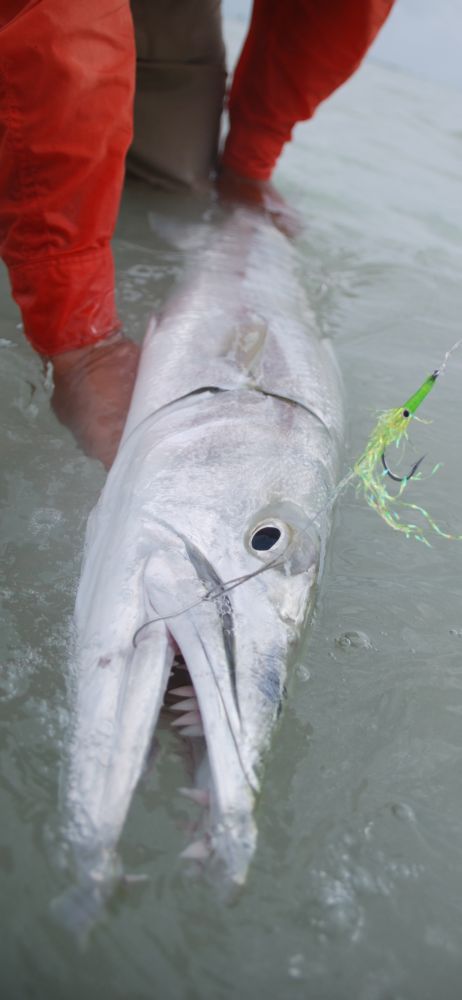 Cuda Snack by Fulling Mill // Barracuda Fly