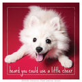 Get well soon: Roxy's A Little Cheer