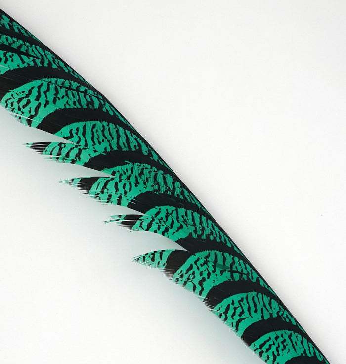 Spent Fly Fishing Lady Amherst feather halves for fly tying