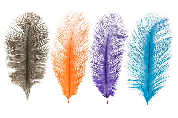Ostrich Plumes by MFC
