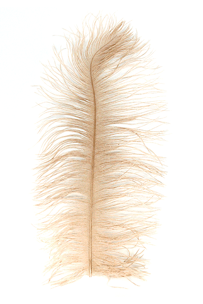 Ostrich Plumes by MFC