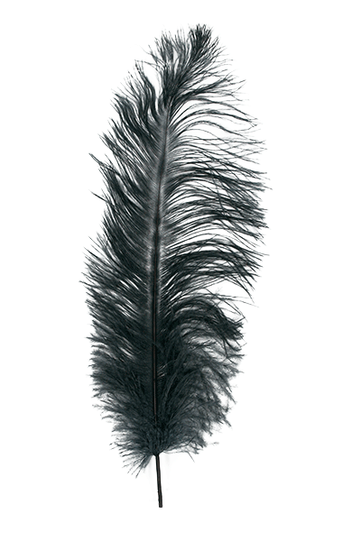 Ostrich Plumes by MFC