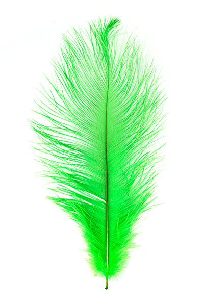 Ostrich Plumes by MFC