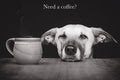 Postcard: Need a coffee?