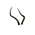 Real Wild 3D African Impala Replacement Horns (Horns Only)