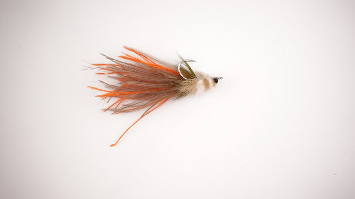 Rondeau's Ostrich Toad