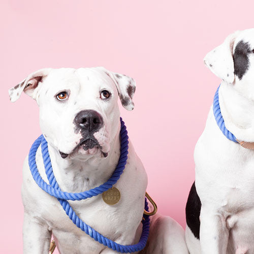 Rope and Leather Dog Collar, Periwinkle