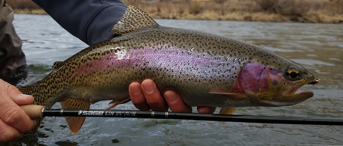 best euro nymphs for esn fishing