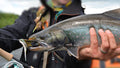 Top 12 Trout Streamers // Deadly Dozen Assortment