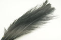 UV2 Raptor Hackle in black – essential dark hackle with strong silhouette and movement for versatile fly patterns.